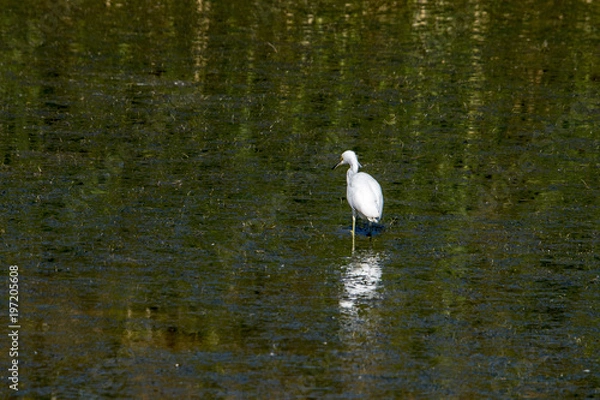 Obraz Snowy Egret