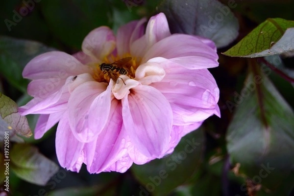 Obraz Bee on Flower