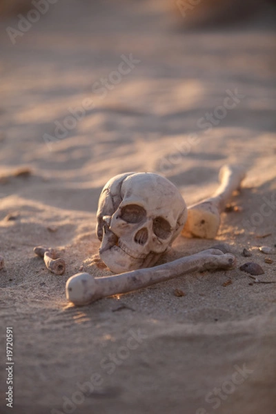 Fototapeta Skull and bones in morning desert