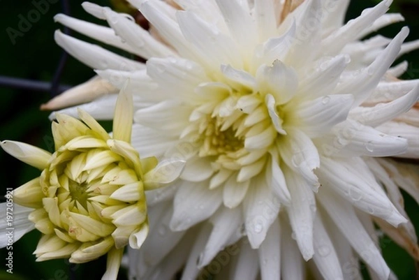 Obraz Chrysanthemum 