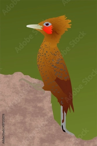 Obraz Chestnut-colored Woodpecker