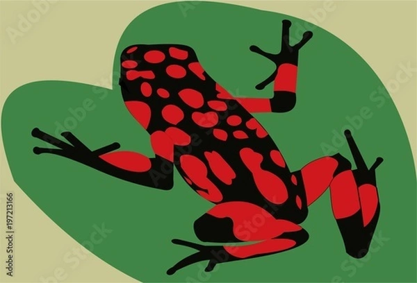 Obraz red black frog