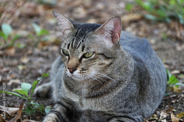 Fototapeta Striped cat lying down in the garden. cat is a small domesticated carnivorous mammal with soft fur, a short snout, and retractile claws.