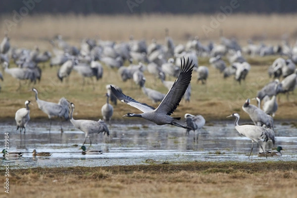 Fototapeta Common crane (Grus grus)