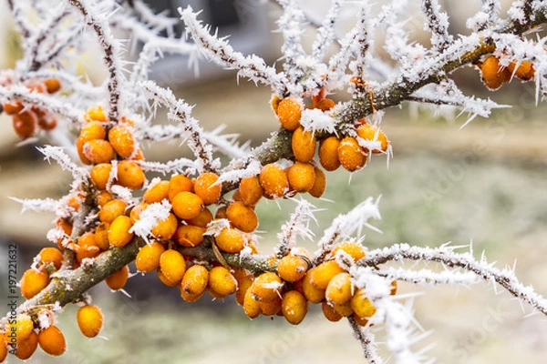 Obraz Rokitnik z szronem