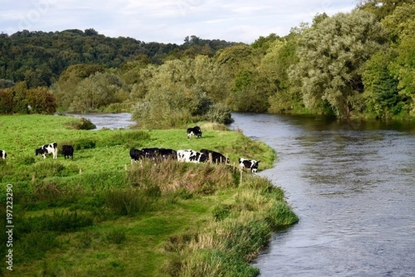 Obraz Cows Drinking
