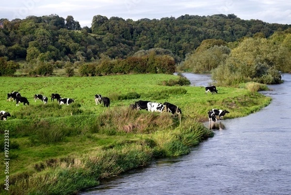 Obraz Cows at the River