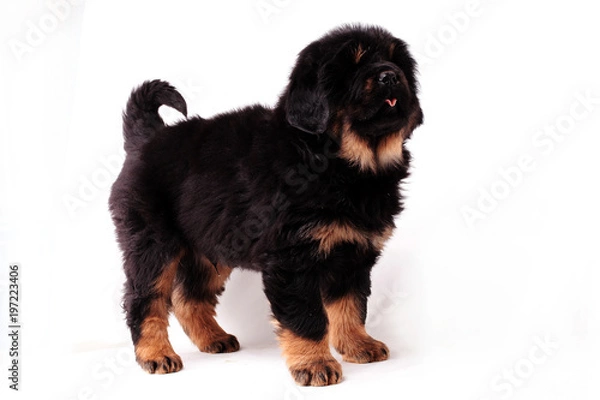 Obraz Тибетский мастиф,щенок, стоит