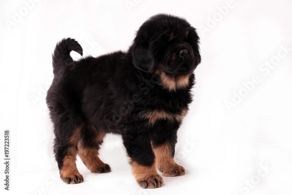 Obraz Тибетский мастиф,щенок, стоит