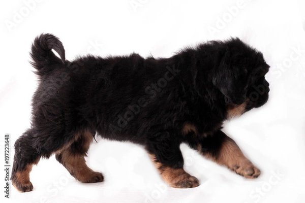 Obraz Тибетский мастиф,щенок, идет