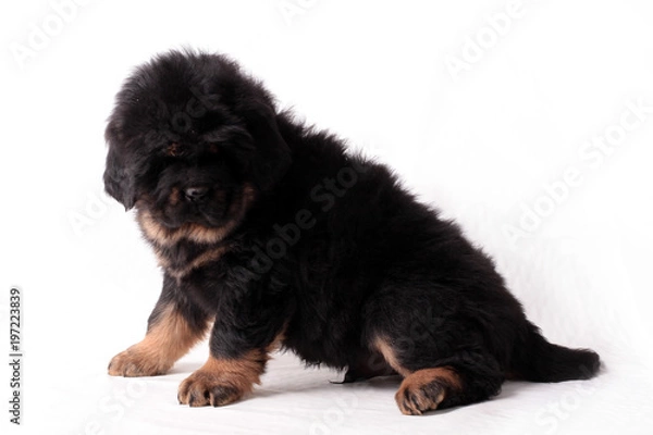 Obraz Тибетский мастиф,щенок, сидит