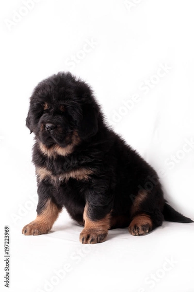 Obraz Тибетский мастиф,щенок, сидит