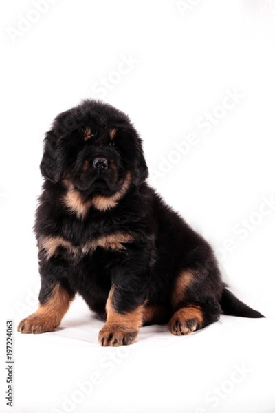 Obraz Тибетский мастиф,щенок, сидит