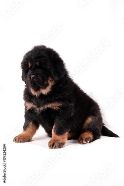 Obraz Тибетский мастиф,щенок, сидит