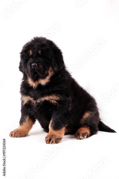 Obraz Тибетский мастиф,щенок, сидит