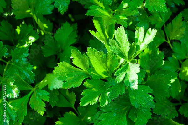 Obraz parsley
