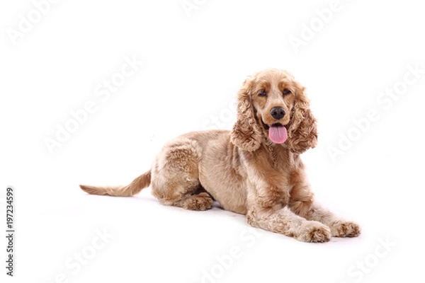 Fototapeta Beautiful dog