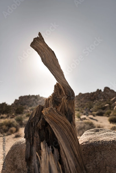 Obraz Textured stump in Joshua Tree