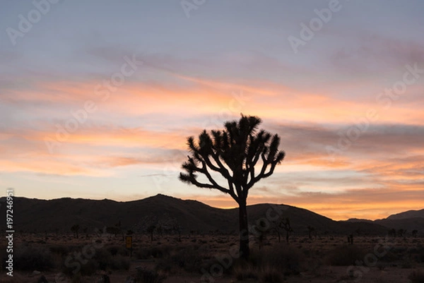 Obraz Joshua Tree at Sunset