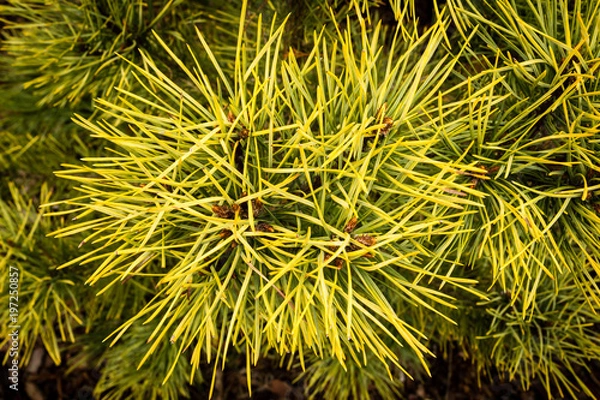 Obraz Close-up of gold pine tree branch -  Pinus sylvestris Aurea - background. Background with golden pine tree branch.