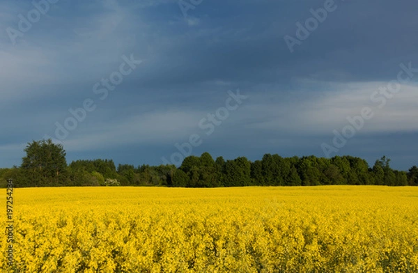 Fototapeta Beautiful yellow canola field at overcast day. Rapeseed field for biofuels and rainy clouds.