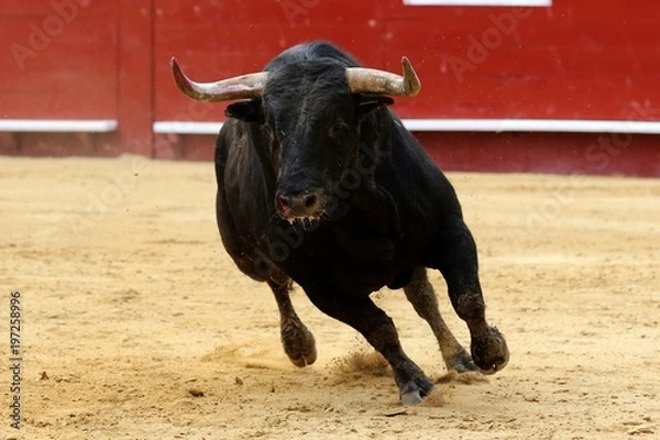 Fototapeta toros 