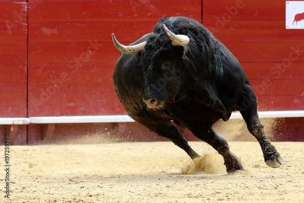 Fototapeta toros 