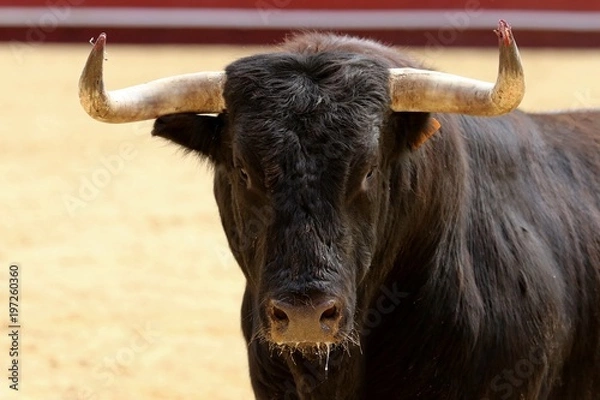 Fototapeta toros 