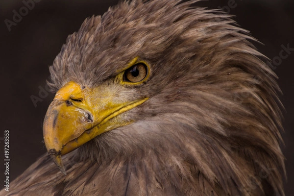 Fototapeta White-tailed eagle