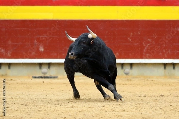 Fototapeta toros