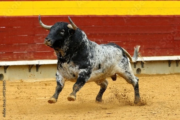 Fototapeta toros