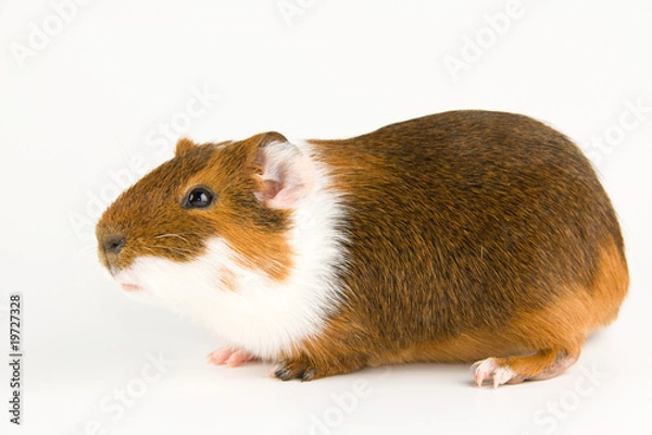 Obraz Meerschweinchen