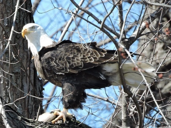 Fototapeta Bald Eagles