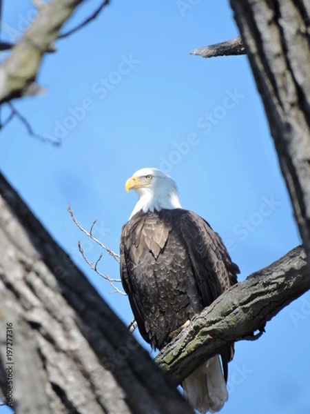 Fototapeta Bald Eagles