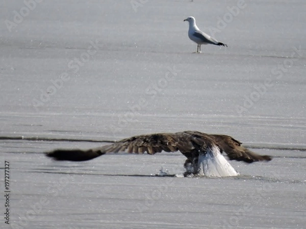 Fototapeta Bald Eagles