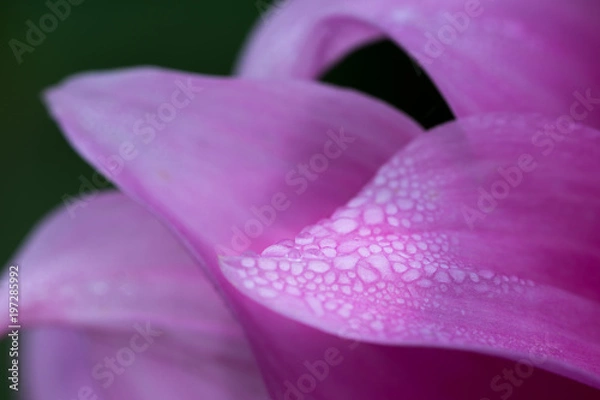 Fototapeta ダリアの花