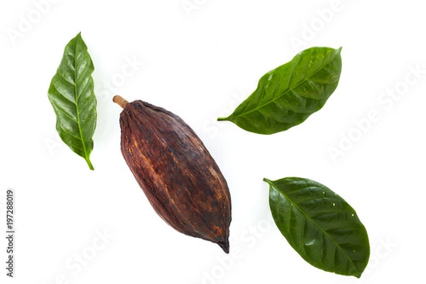 Fototapeta cocoa pods with Cocoa leaf
