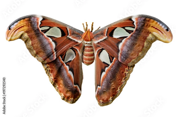Obraz Attacus Atlas Moth