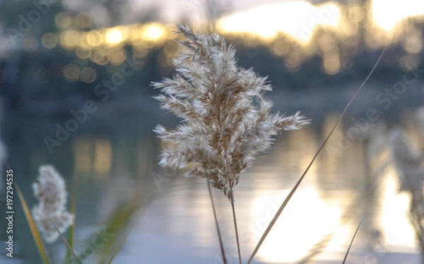 Fototapeta Reed flower with a blurred bokeh background