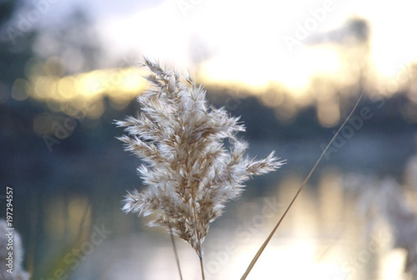 Fototapeta Reed flower with a blurred bokeh background