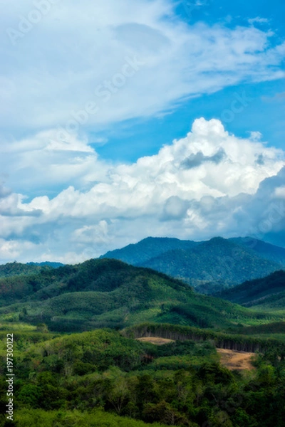 Obraz Green forest view on the Mountain.