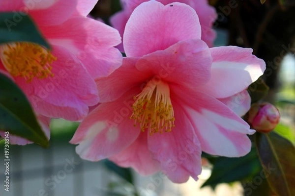 Obraz 夕陽に輝く椿