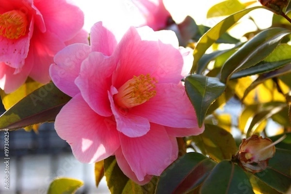 Fototapeta 夕陽に輝く椿