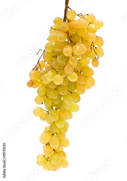 Obraz Grape isolated