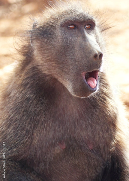 Obraz Chacma baboon