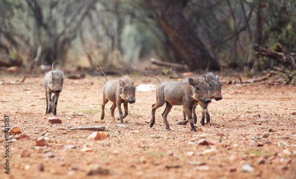Obraz Warthog babies