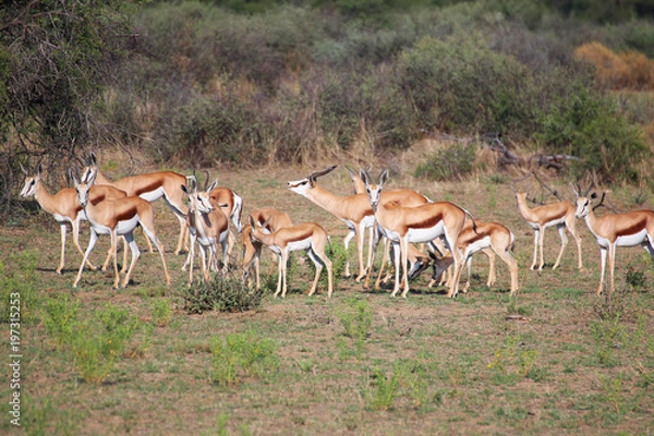 Obraz Springboks