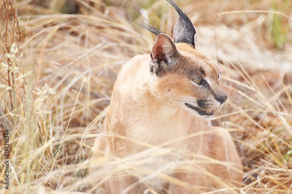 Obraz Caracal