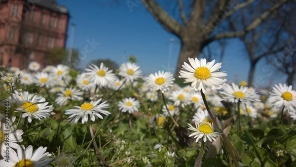Obraz Gänseblümchen