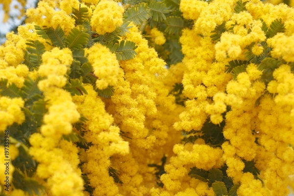 Fototapeta OLYMPUS DIGITAL CAMERA